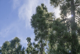 蓝天之下的茂密松树林