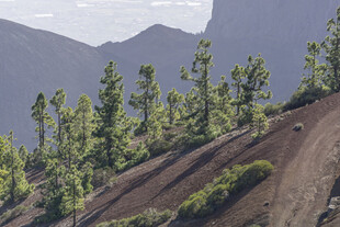 山坡上的绿树与远山