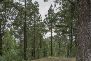 茂密森林中的高大树木