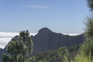 云雾缭绕的山峦与松林