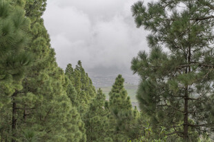 茂密松树林 云雾缭绕景
