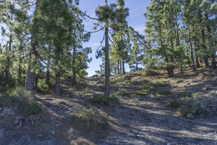 山林间的自然景致