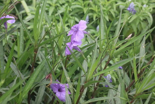蓝花草