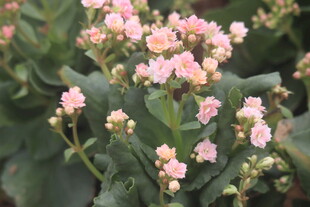 长寿花