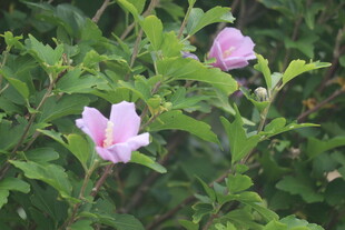 木槿