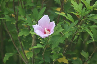木槿 