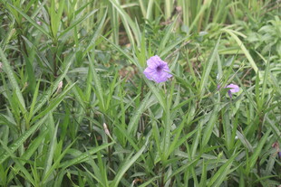 蓝花草