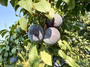 枝头紫李饱满诱人