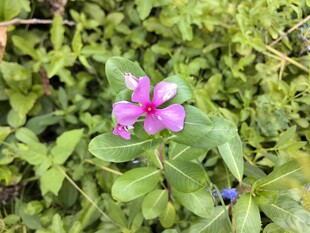 绿叶间的娇艳粉色小花