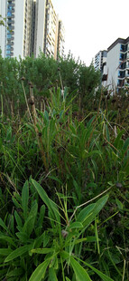 城市中茂盛的绿色植物