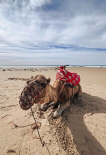 沙漠中休憩的骆驼