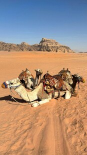 沙漠中的骆驼休憩场景