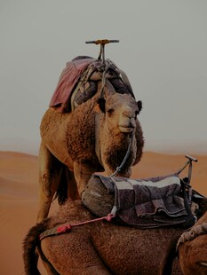 沙漠中的骆驼驮着货物