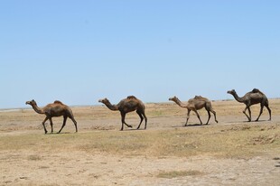 沙漠中行进的骆驼群