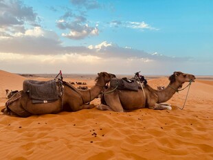 沙漠中休憩的骆驼群