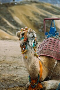 沙漠中装饰精美的骆驼