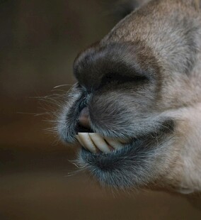 骆驼张嘴露牙特写