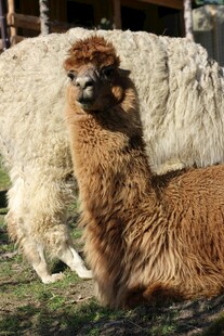 棕色羊驼悠闲躺卧