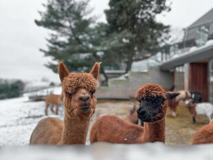 雪地中的可爱羊驼