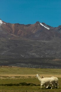 草原上的羊驼与远山美景