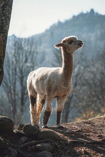 山坡上的可爱小羊驼