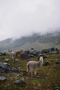 山间云雾中的几只羊驼