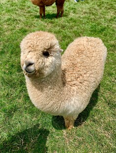 可爱羊驼站在绿草地上