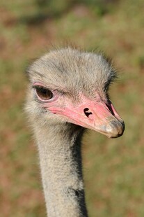 鸵鸟头部特写