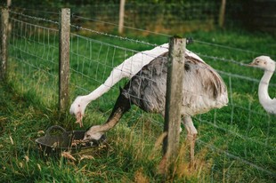 草地上低头进食的鸵鸟