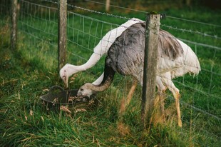 草地上的两只鸵鸟