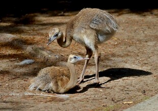 鸵鸟母子亲昵互动场景