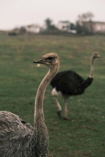 草原上漫步的两只鸵鸟