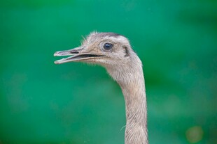 鸵鸟特写