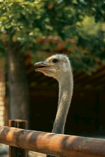 围栏边的鸵鸟