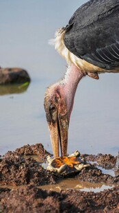 鹈鹕低头觅食于泥岸