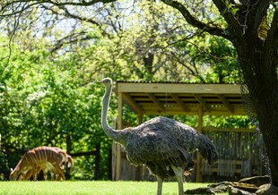 草地上的鸵鸟与小鹿