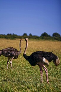 草原上的两只鸵鸟