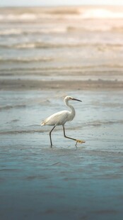 海边漫步的优雅白鹭