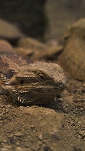 趴在岩石上的蜥蜴