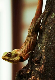 树干上的多彩蜥蜴