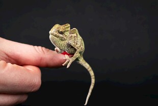 指尖上的小蜥蜴