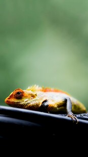 多彩蜥蜴栖息于杆上