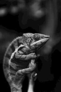 手托蜥蜴的特写瞬间