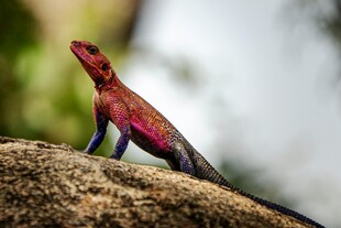 岩石上的多彩蜥蜴