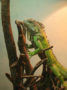 绿鬣蜥攀于树枝上