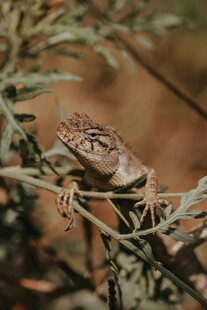 树枝上的花纹蜥蜴