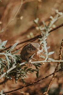 枝头小鸟栖于萧瑟枝叶间