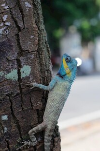 树干上的彩色蜥蜴