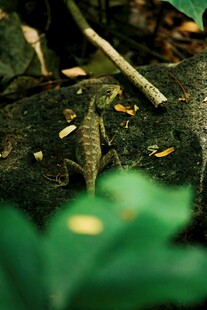 林间落叶与绿植的自然景象