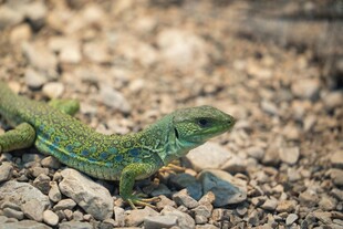 绿色蜥蜴栖息于碎石间